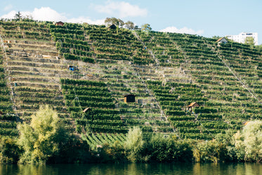 vineyard on a hilllside