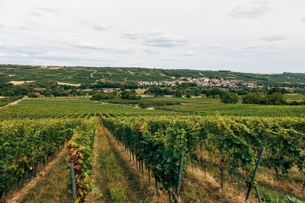 vineyard over looking rural town