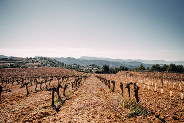 vineyard overlooking mountains