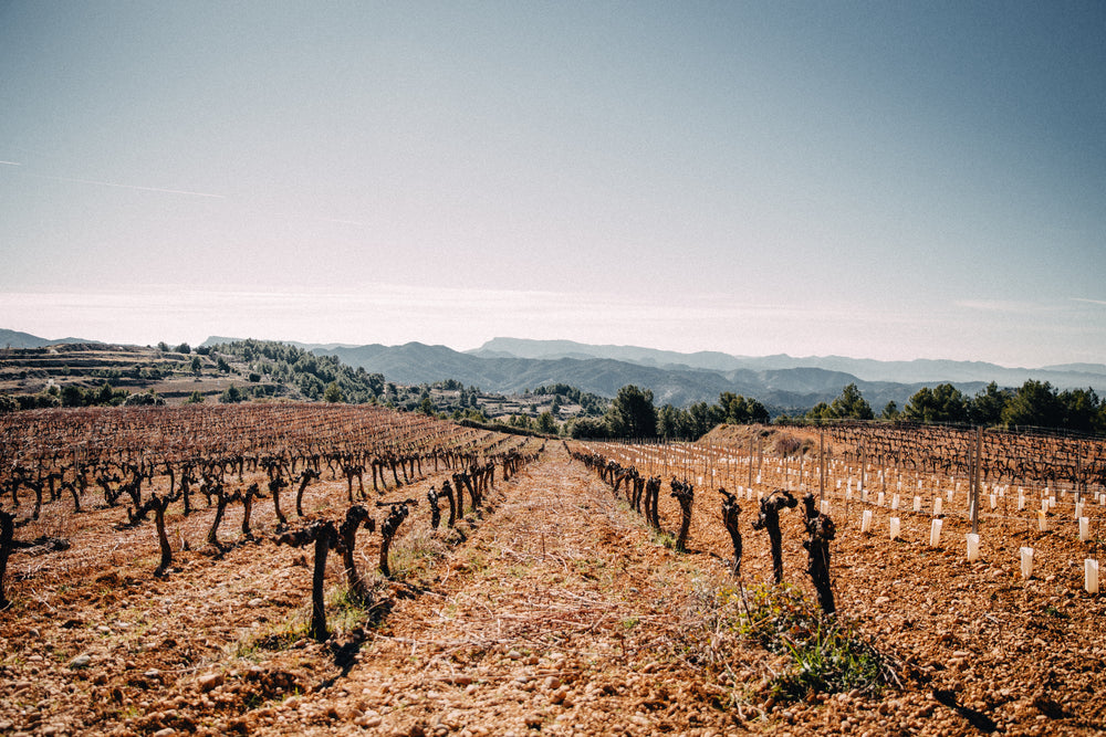 vineyard overlooking mountains