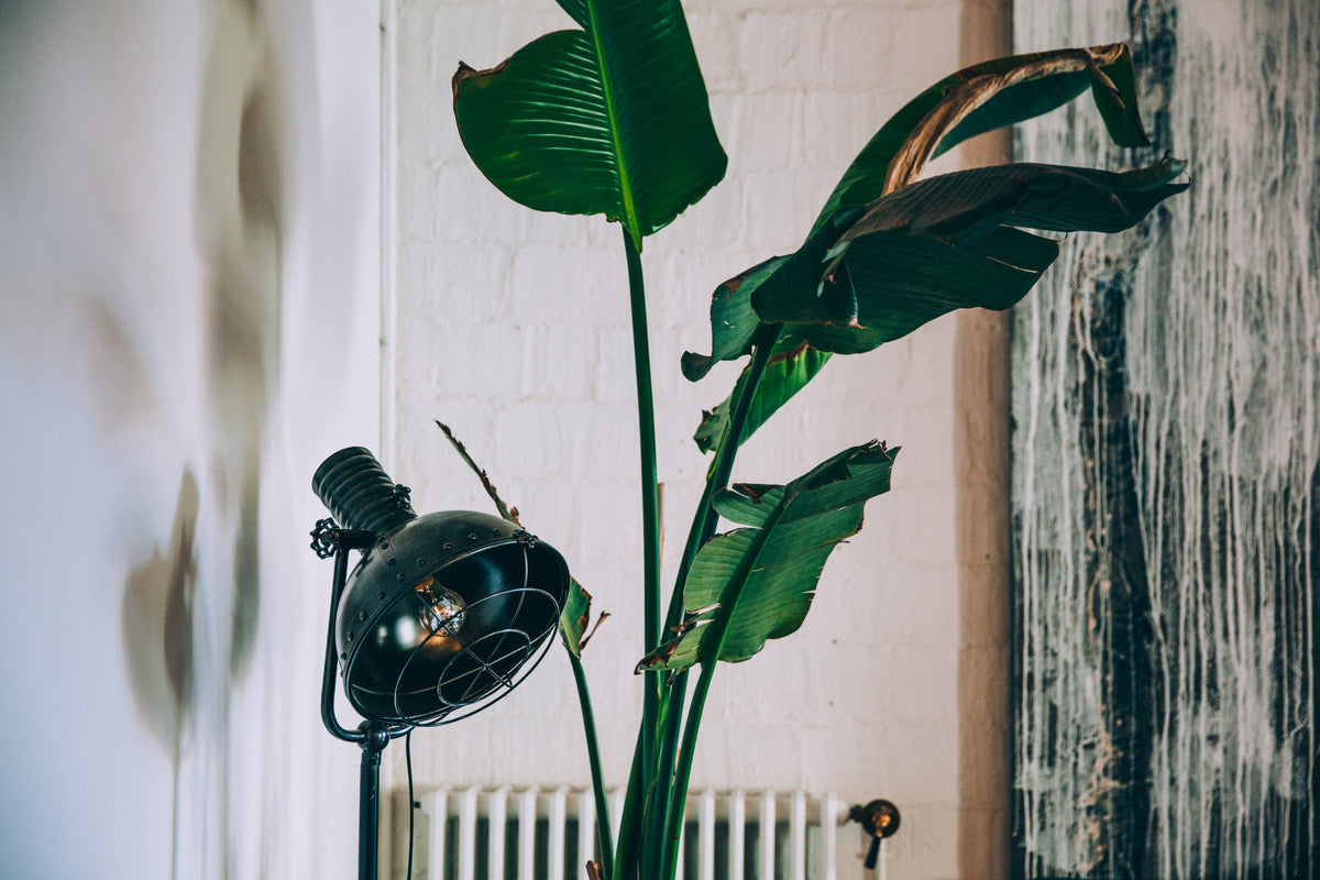 vintage lamp and house plant