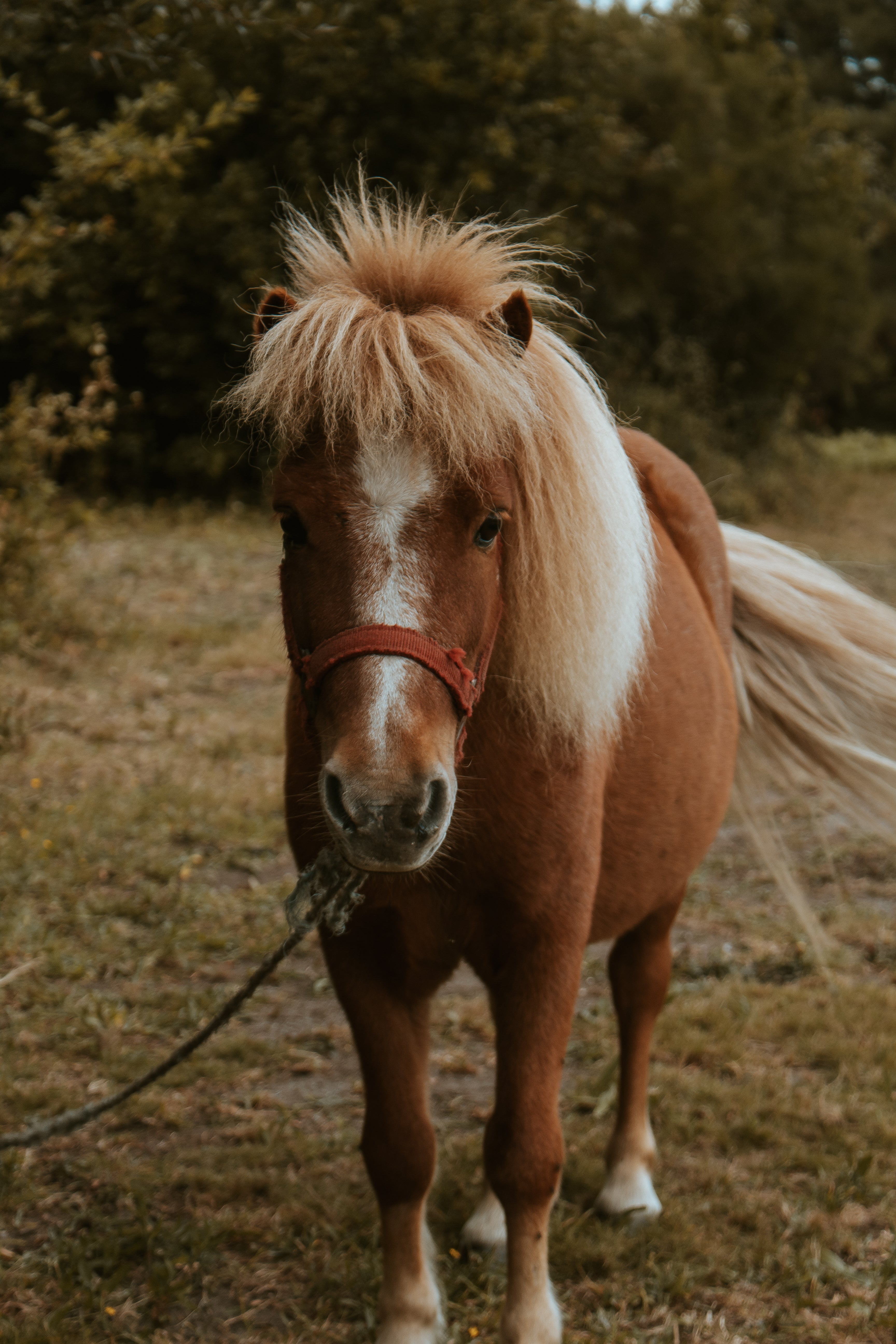 Shetland Pony, Animal World