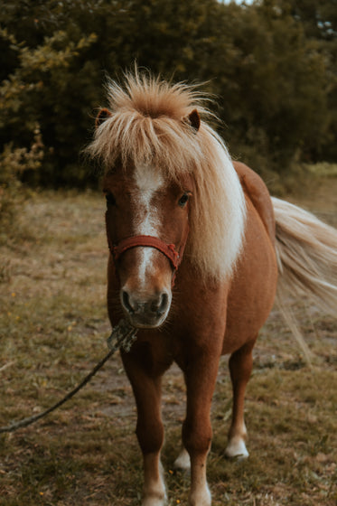 walking brown shetland pony