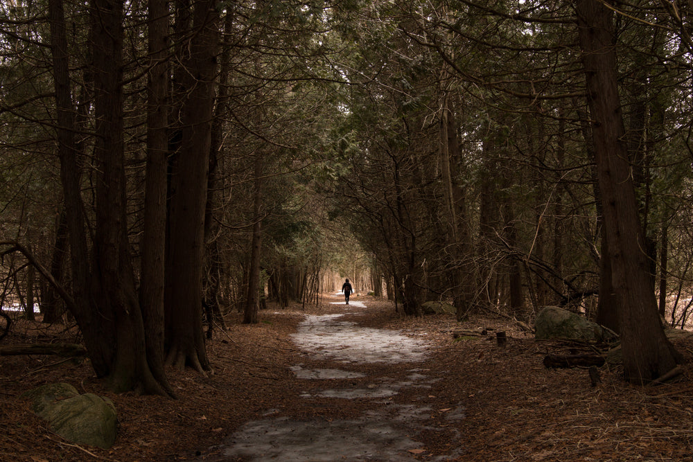 walking down forest path in winter