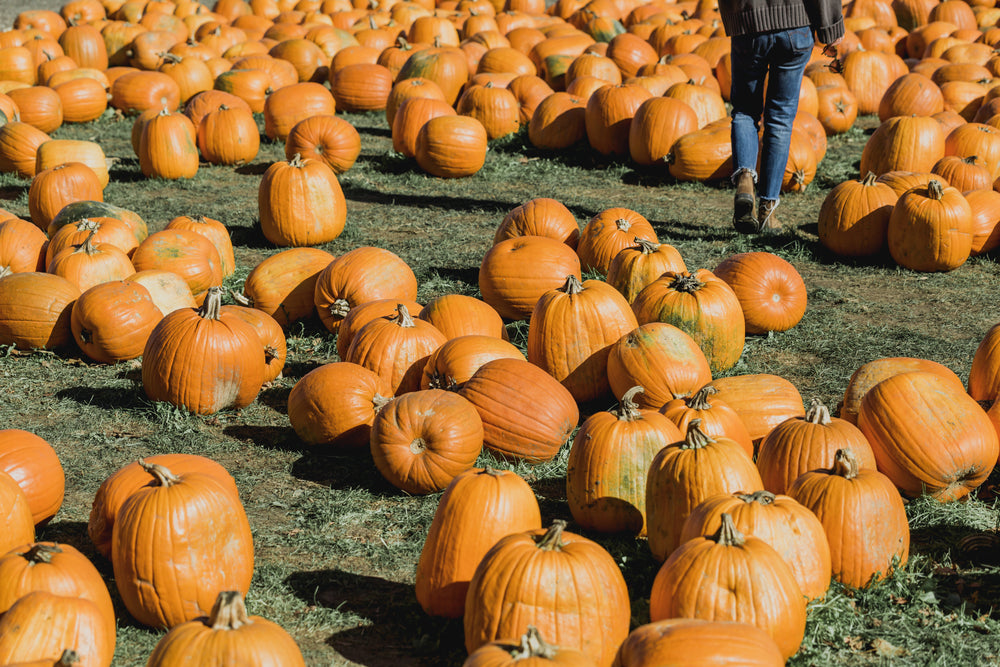 walking in pumpkin field