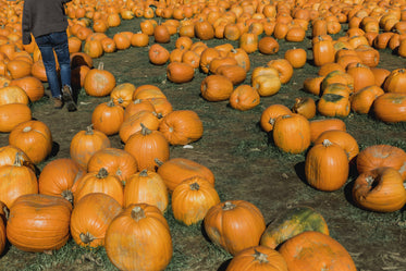 walking in pumpkin patch