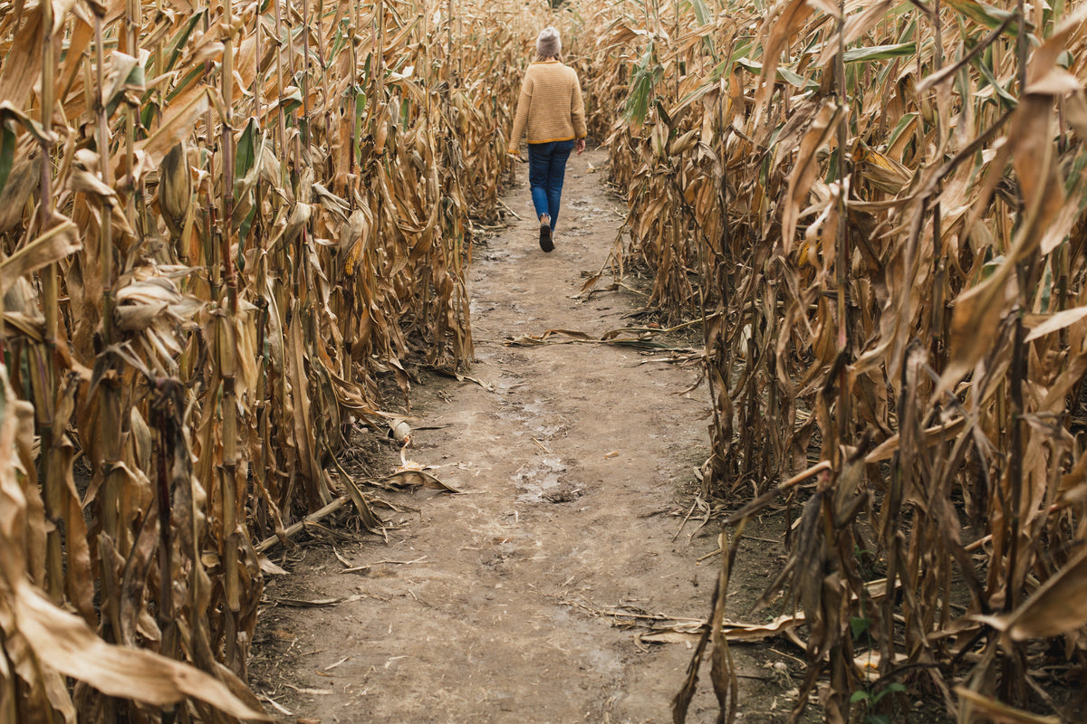 walking on path through cornfield