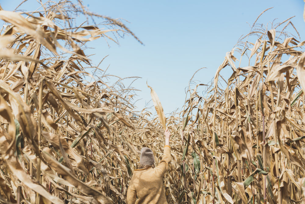 walking through dried plants