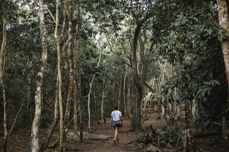 Walking Through Mexican Jungle