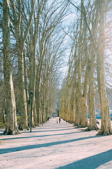 walking through snowy park