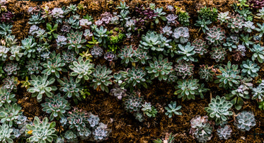 wall of succulents