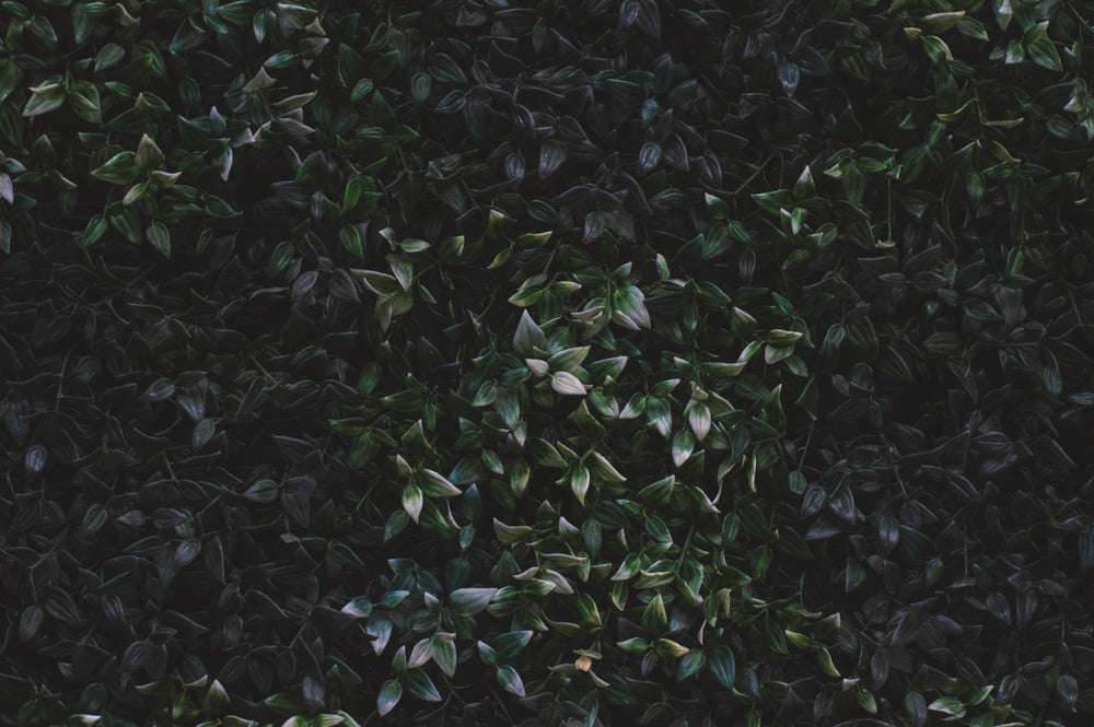 wall of thick, waxy leaves