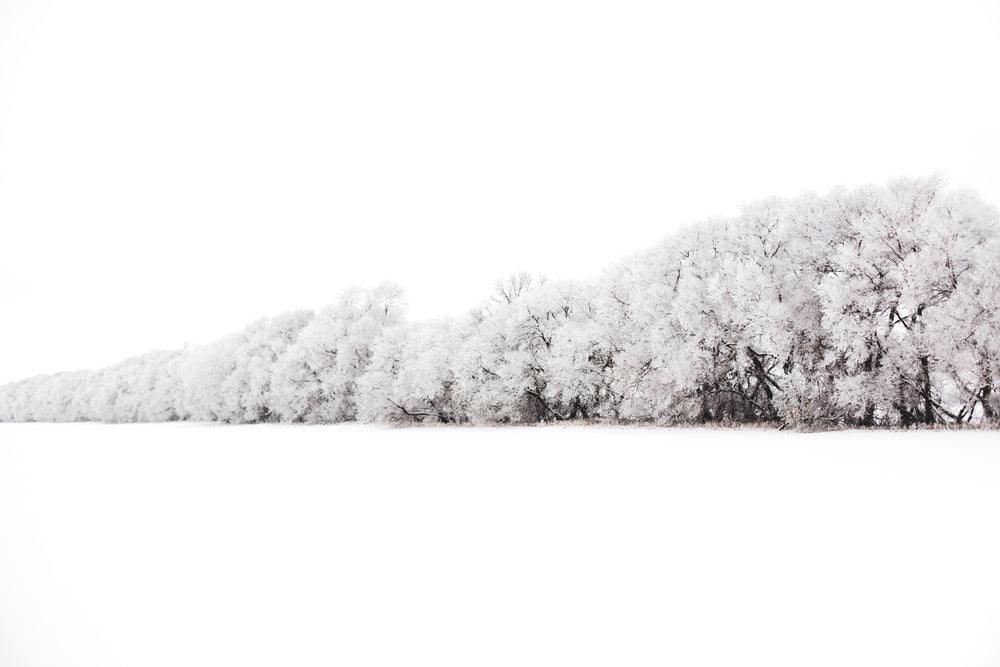 wall of trees burdened with snow