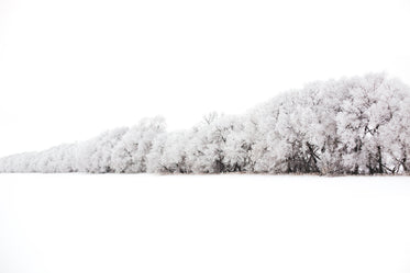 wall of trees burdened with snow