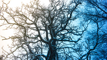 warm glow and cool sky on sides of winter tree