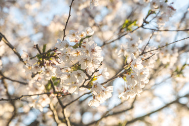 warm sun filled cherry blossoms