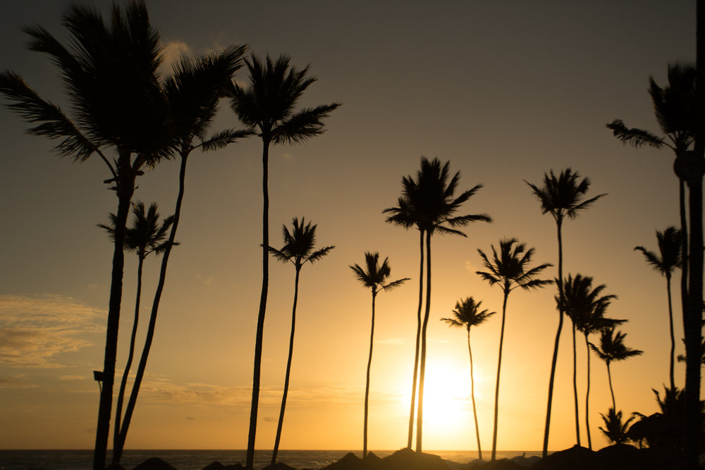 warm sunny palmtrees