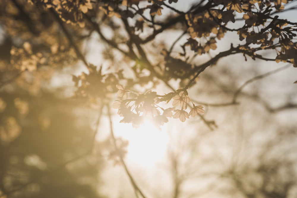 warm sunny cherry blossoms