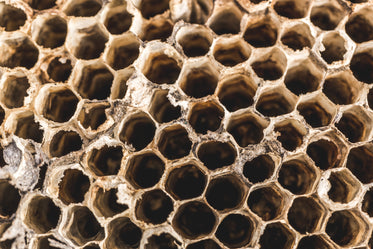 wasp nest texture