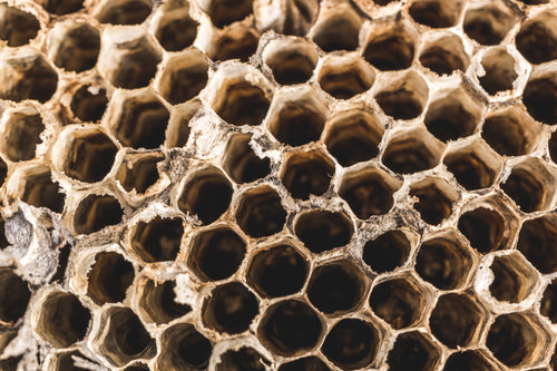 wasp nest texture