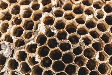wasp nest texture