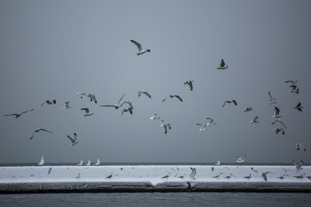 water birds by icy lake
