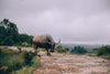 water buffalo tied along dirt road overlooking valley