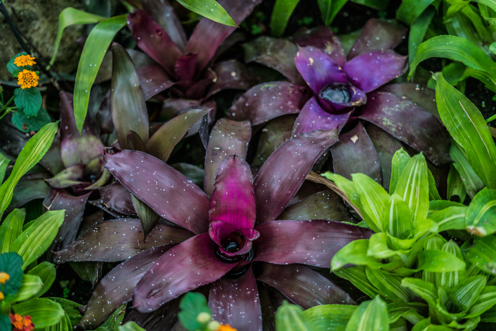 water catching plant