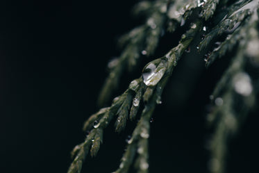 water clings to evergreen tree