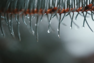 water collects on the tips of spruce needles on a branch