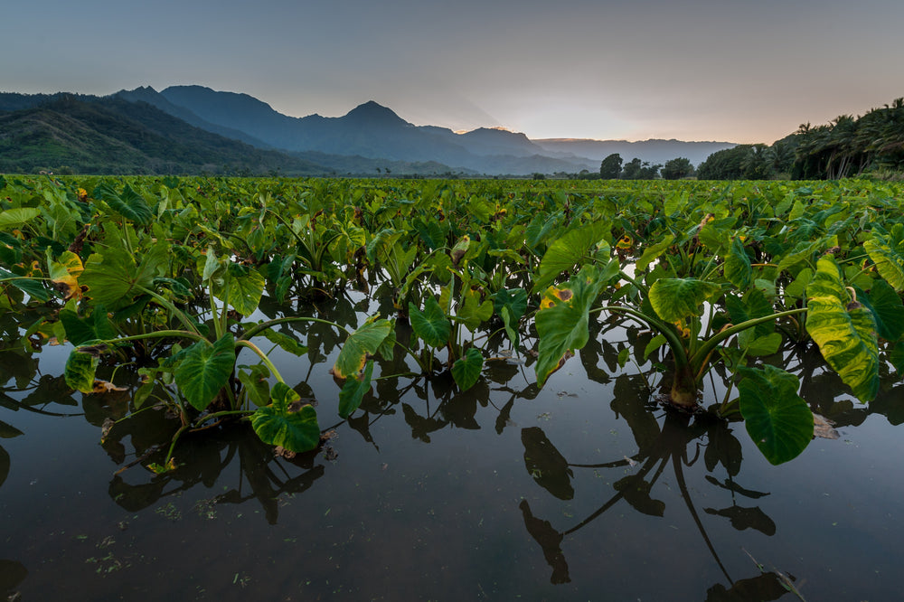 water crops