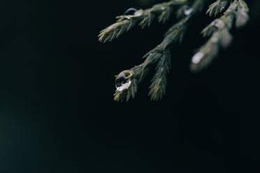 water droplet on evergreen tree