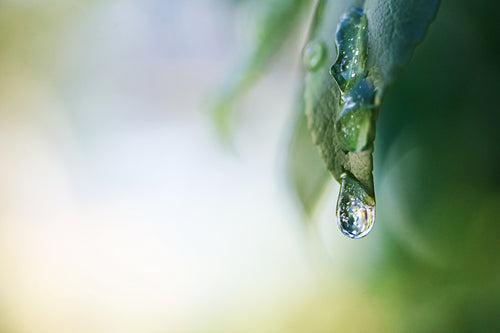 water droplets falling off leaf macro