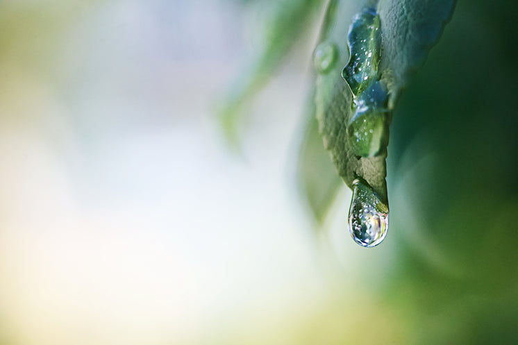 water-droplets-falling-off-leaf-macro.jp