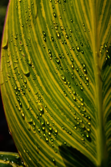 water droplets gather on large green leaf