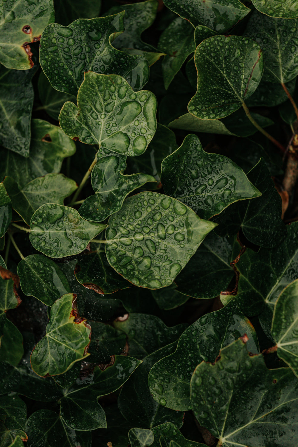 water droplets hung on green vines