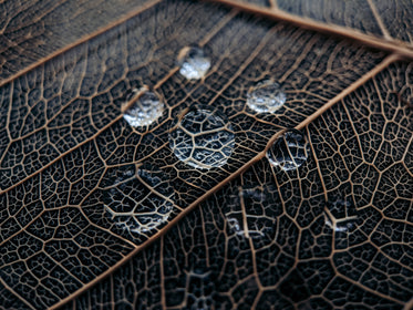 water droplets magnify leaf