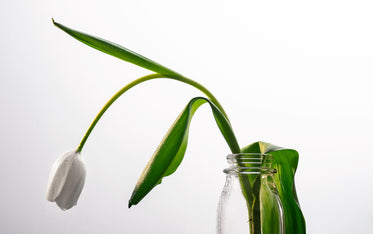 water droplets on a hanging white tulip