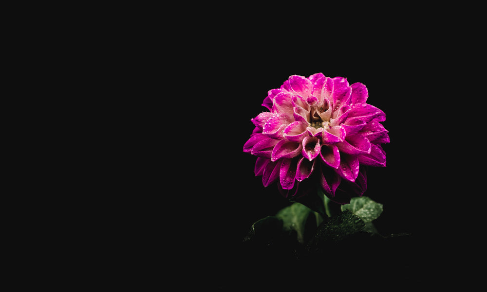 water droplets on a pink flower