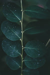 water droplets on deep green leaves