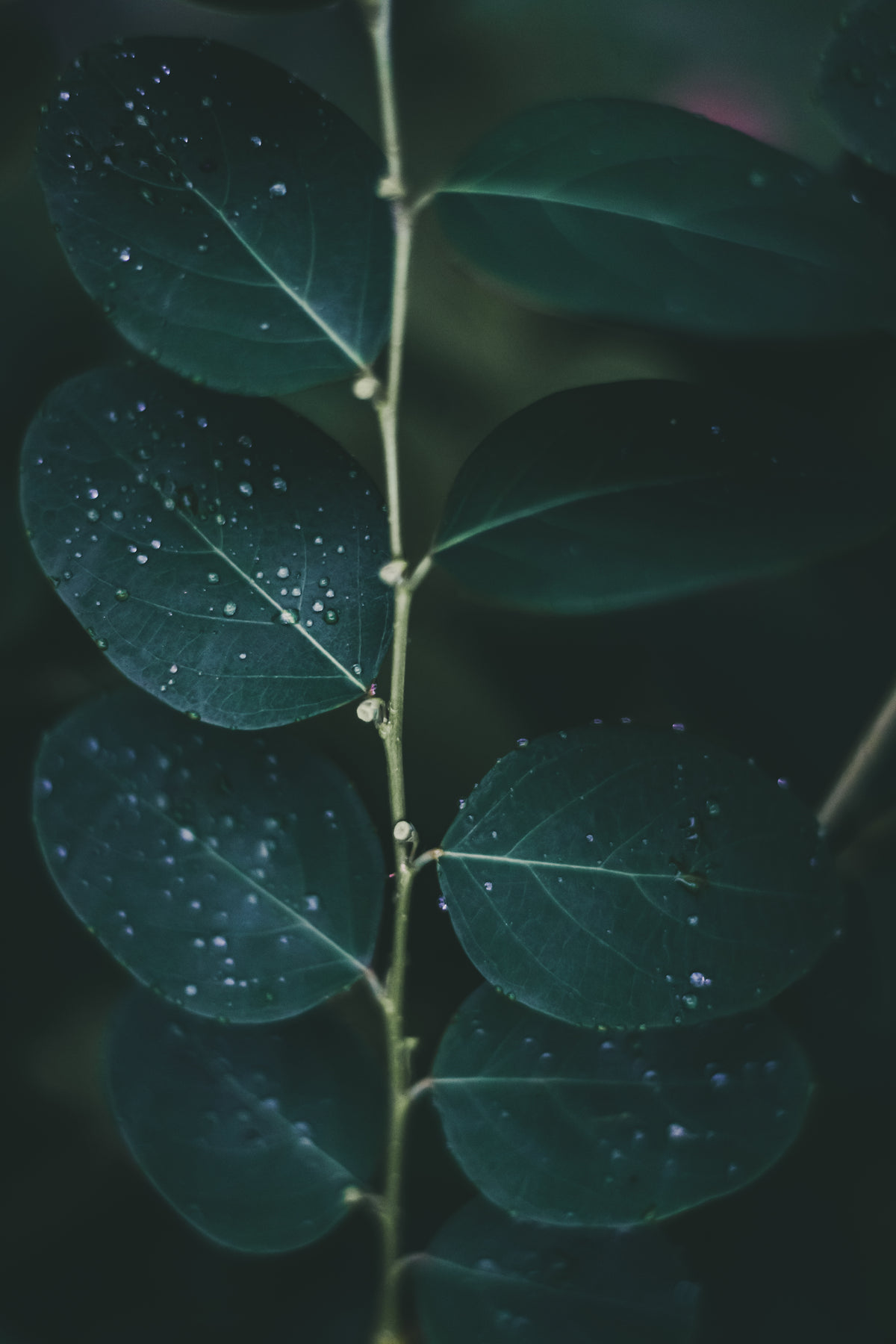 water droplets on deep green leaves