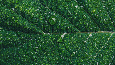 water droplets on green