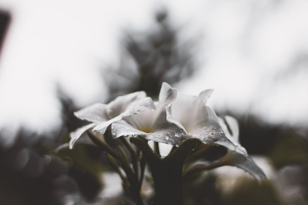 water droplets on white arum lilies against a grey sky