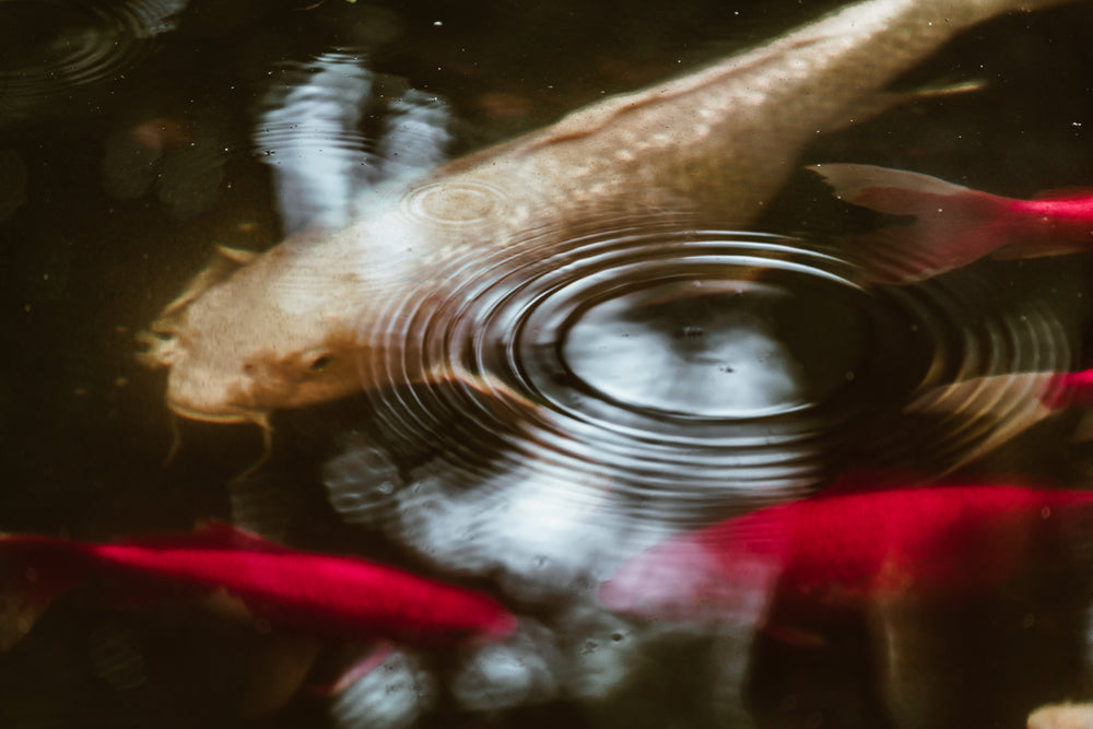 water drops in fish pond