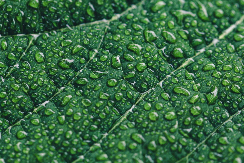 water drops on leaf