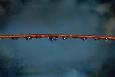 water drops on thin branch
