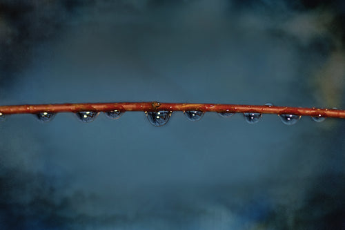 water drops on thin branch