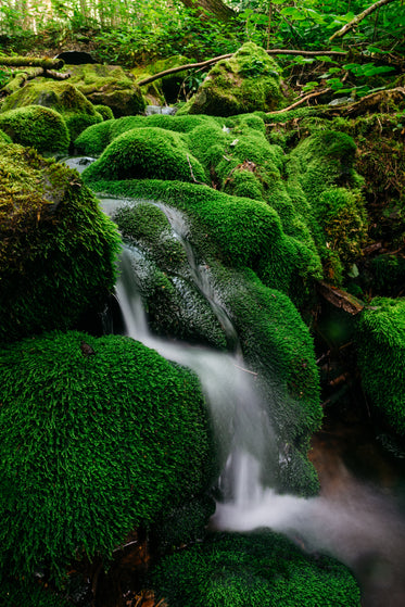 water flows down mossy rocks