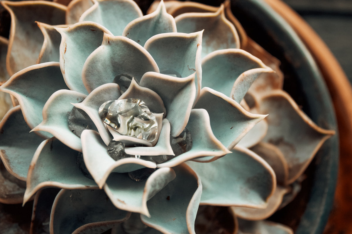 water gathers in succulent plant