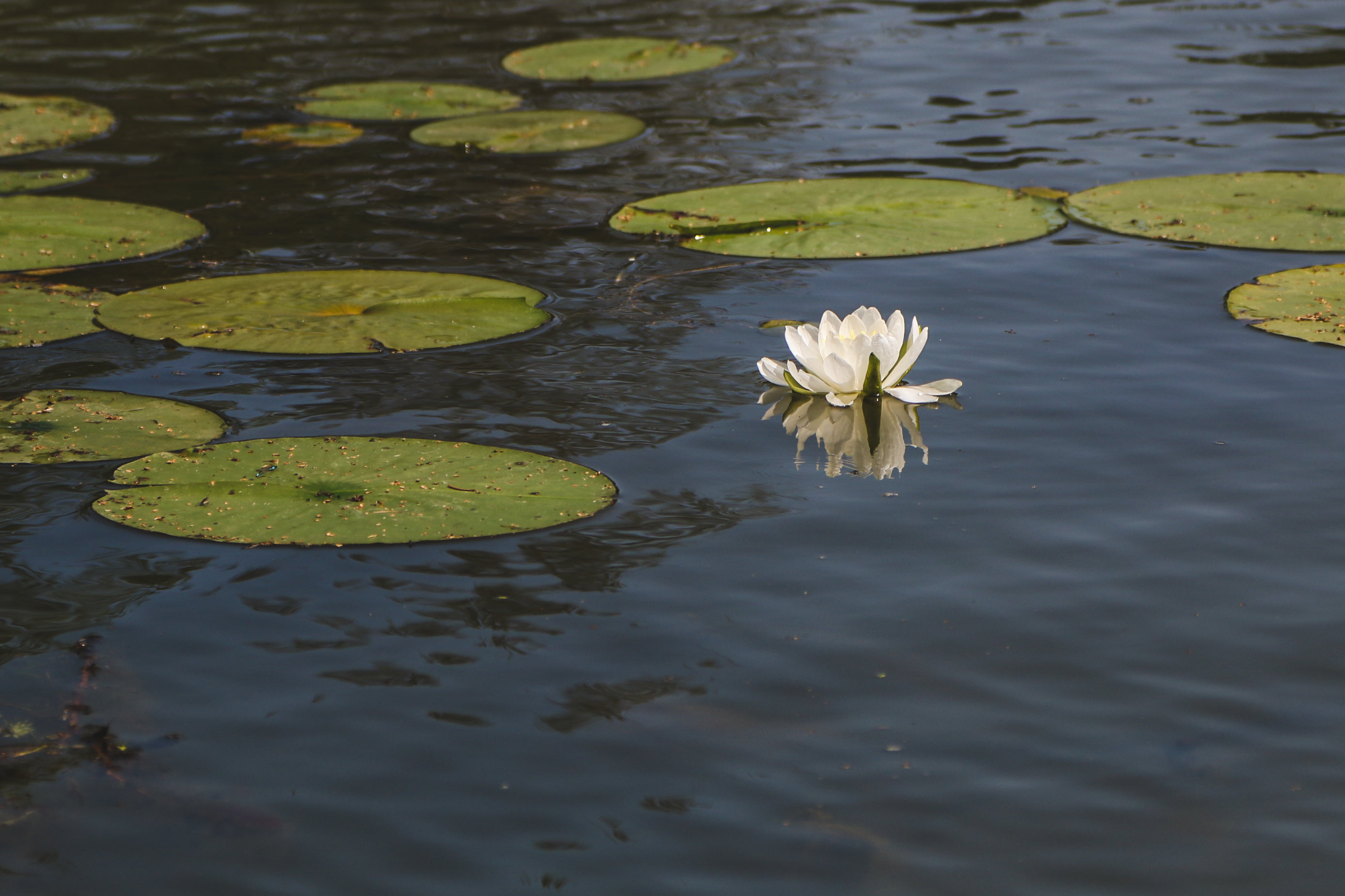 Water Lily And Lily Pad